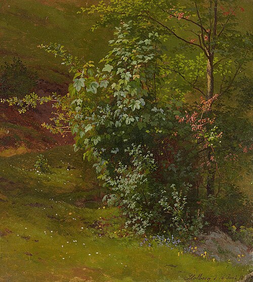 Tree study, 1840, Adrian Ludwig Richter