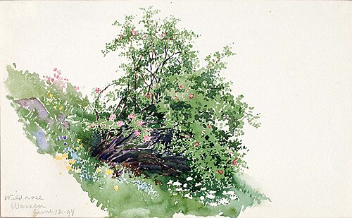 Wild Rose, Wassen, 1898, George Elbert Burr