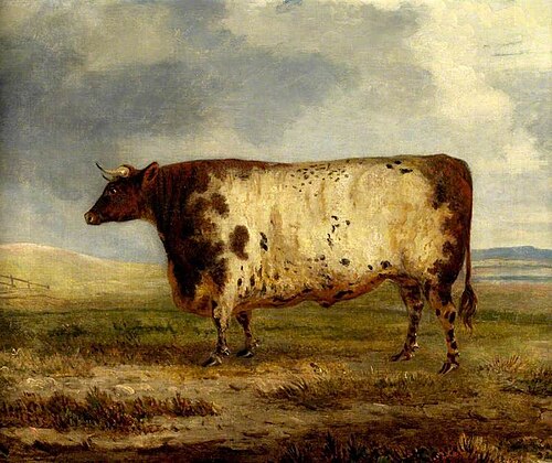 A Durham Ox, 1804, George Garrard