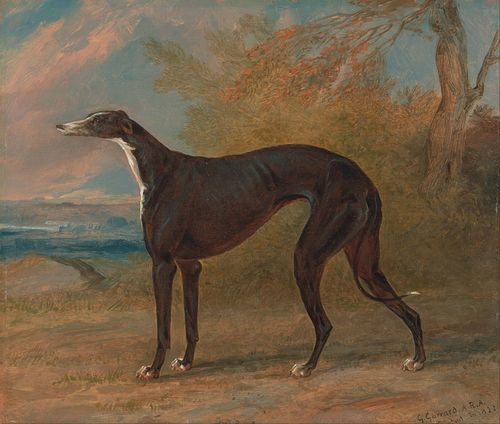 One of George Lane Fox's Winning Greyhounds: the Black and White Greyhound Bitch, Juno, also called , 1822, George Garrard