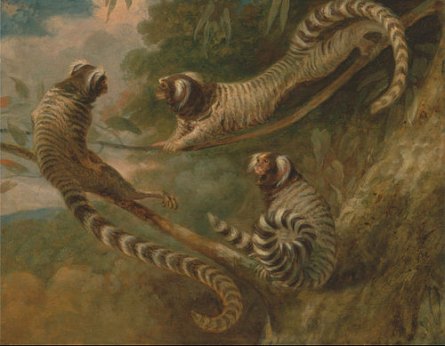 A Marmoset in Three Attitude, 1793, George Garrard