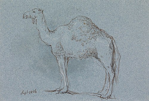 A Camel, Facing Left, Sept. 1856, 1856, George Jones