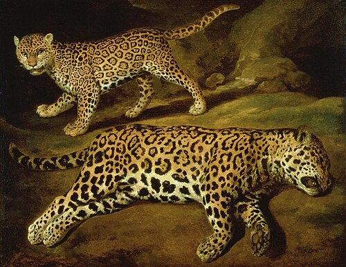 Zwei Jaguare, 1639, Jacob Cuyp
