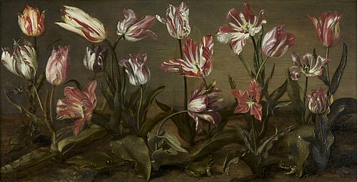 Tulpenbed, 1638, Jacob Cuyp