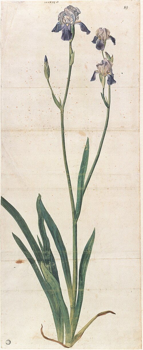 Iris à fleurs bleues, 1503, Albrecht Dürer