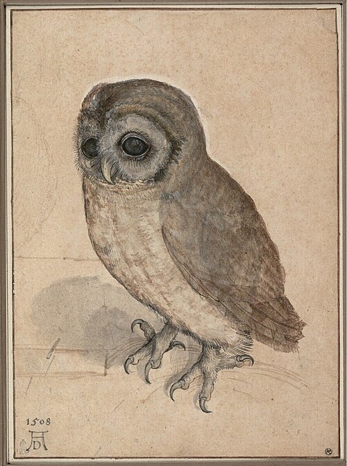 Chouette-effraie, 1508, Albrecht Dürer