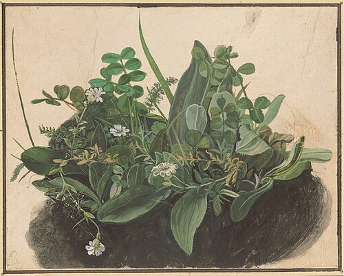 La petite touffe d'herbes, 1495, Albrecht Dürer