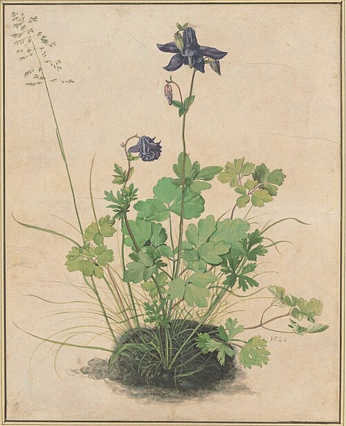 Ancolie, 1495, Albrecht Dürer