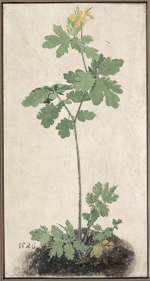 Chélidoine, 1495, Albrecht Dürer