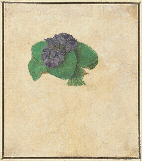 Bouquet de violette, 1495, Albrecht Dürer