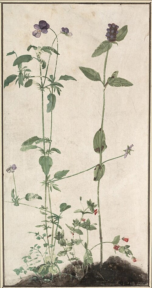 Quatre plantes médicinales, 1495, Albrecht Dürer
