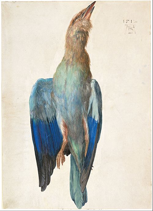 Rollier bleu mort, 1500, Albrecht Dürer
