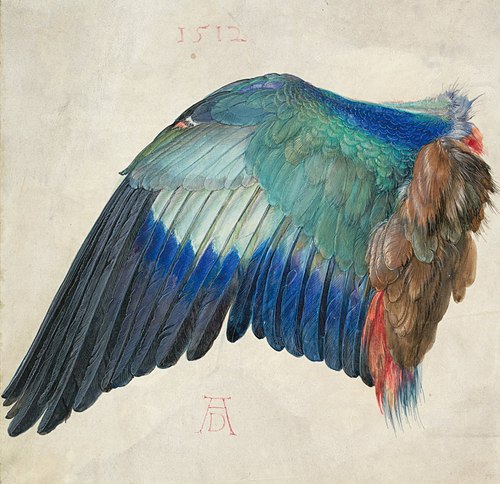 Wing of a European Roller, 1500, Albrecht Dürer