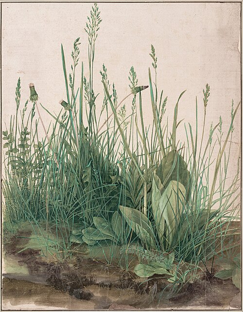 Great Piece of Turf, 1503, Albrecht Dürer