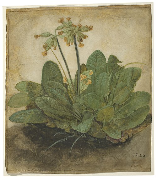 Tuft of Cowslips, 1526, Albrecht Dürer