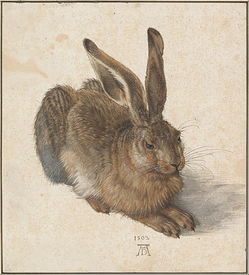 Le Lièvre, 1502, Albrecht Dürer