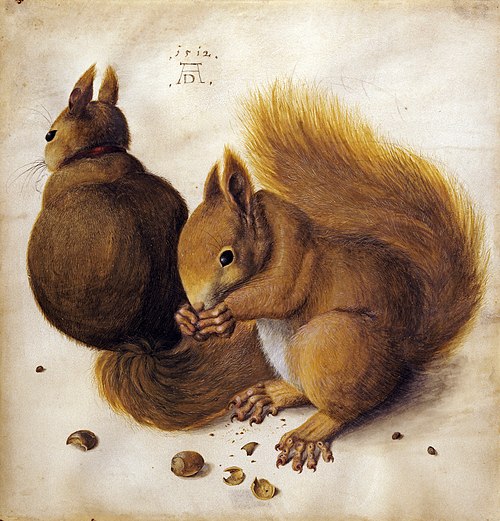 Deux écureuils, 1512, Albrecht Dürer