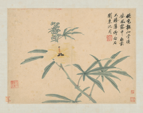 沈周卧游图册－葵花, , Shen Zhou