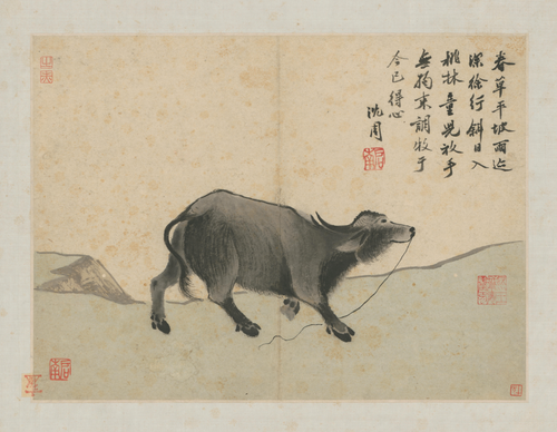 沈周卧游图册－水牛, , Shen Zhou