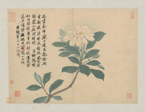 沈周卧游图册－百合花, , Shen Zhou