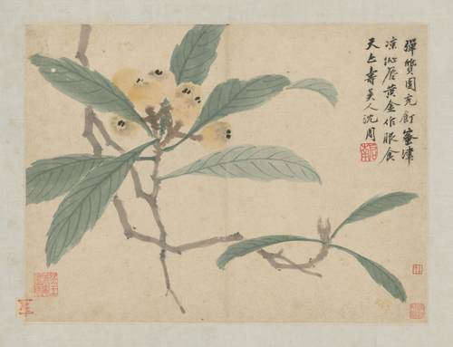 沈周卧游图册－枇杷, , Shen Zhou