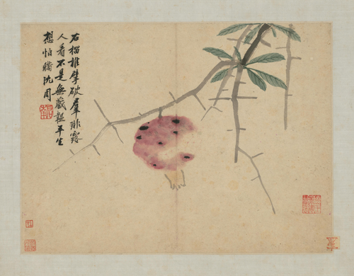 沈周卧游图册－石榴, , Shen Zhou
