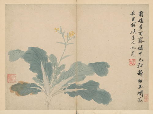 沈周卧游图册－菜花, , Shen Zhou