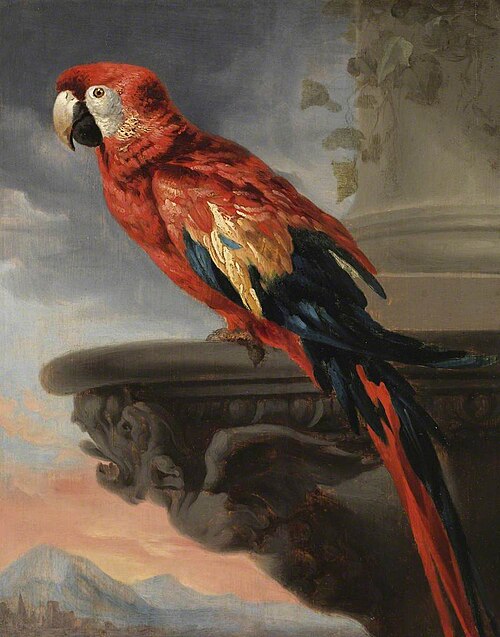 Parrot, 1635, Pierre Paul Rubens