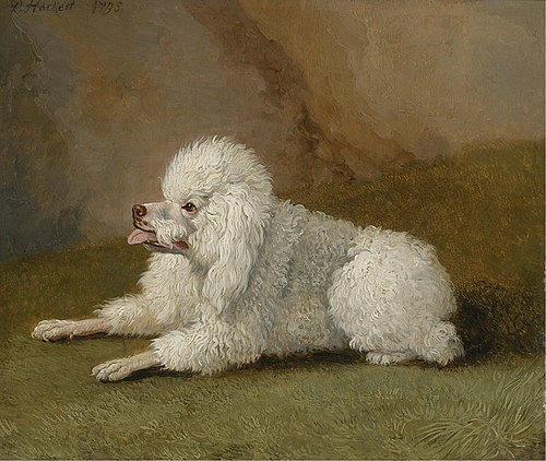 Portrait of a Poodle, 1795, Jacob Philipp Hackert
