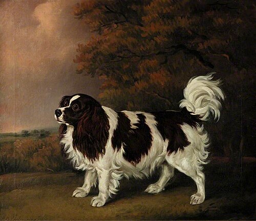 Study of a King Charles Spaniel, 1800, Henry Bernard Chalon