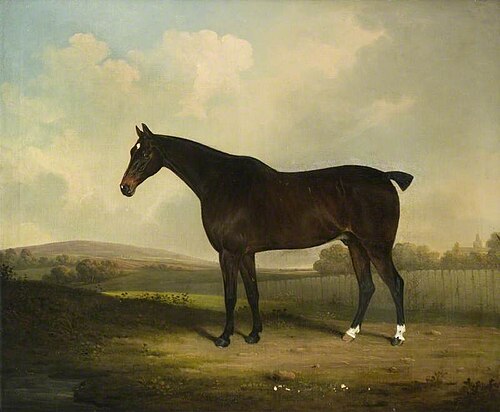 Dark Bay Hunter, 1826, Henry Bernard Chalon