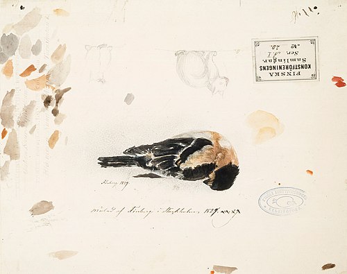 En död småfågel, 1829, Gustaf Wilhelm Finnberg
