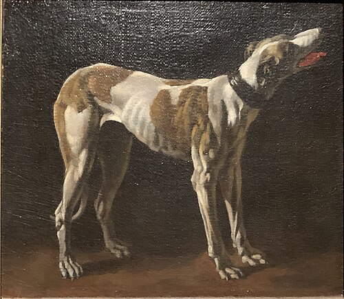 Study of a greyhound, 1636, Pieter van Laer