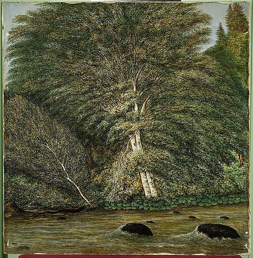 Forest nook in Ansee, 1894, Cyprian Lachnicki