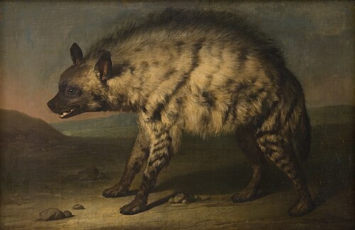 Hyena from the zoo at Frederiksberg Castle, 1767, Jens Juel