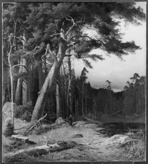 Conifers, 1868, Anders Hansson Kallenberg