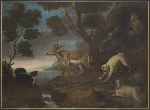 Bengalese Deer Attacked by Pugs, , David Kock
