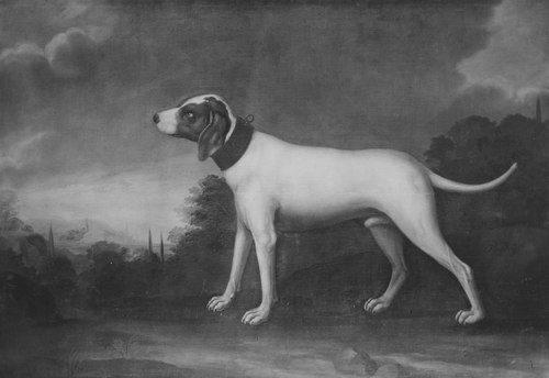 Stor vit hund, 1737, David Kock