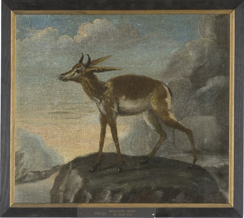 Bengalisk hjort, , David Kock