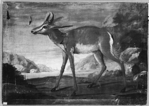 Bengal deer, , David Kock