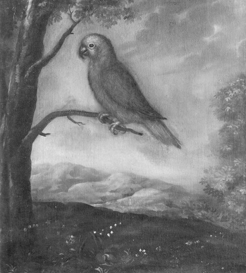 Papegoja, , David Kock