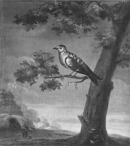Kramsfågel, , David Kock