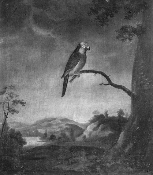 Papegoja, 1733, David Kock