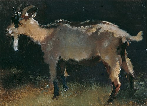 Ziege, , Anton Schrodl