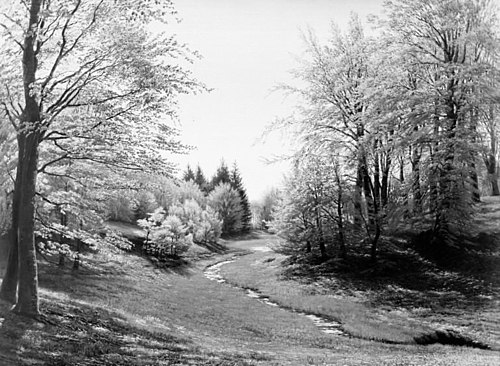 En skovbæk i Præstevangen ved Frederiksborg, 1879, Godtfred Rump