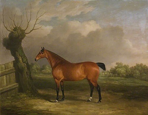 Light Bay Mare, 1812, James Barenger