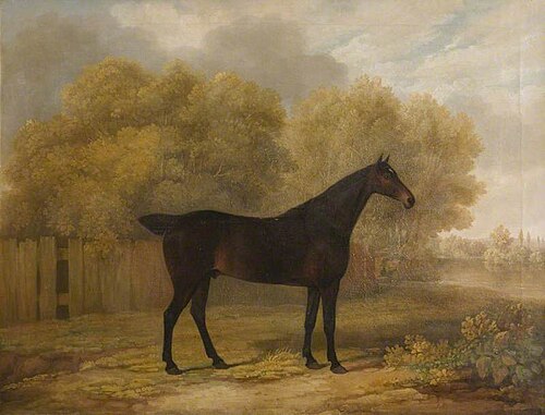 Dark Bay Stallion, 1812, James Barenger