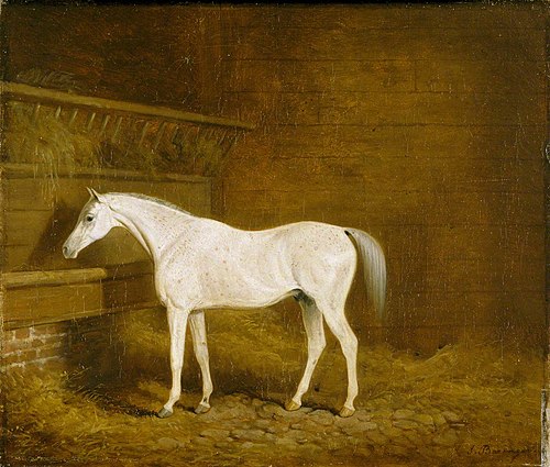 A Grey Racehorse in a Stable, 1815, James Barenger