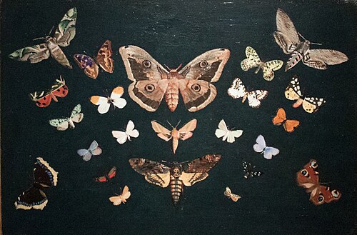 Butterflies, 1893, Tivadar Kosztka Csontváry