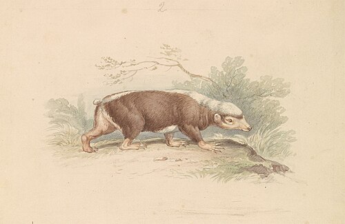 Sunda Stink Badger, 1837, James Stewart